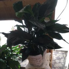 Spathiphyllum plant aka peace plant starting at 40.00 6 inch size shown also available in 8 or 10 inch