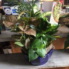 Dish gardens starting at 40.00 as shown is 60.00