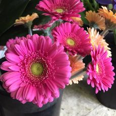 Pink Flowers