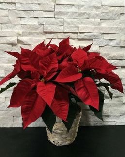 Image result for poinsettia flower shop"
