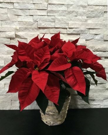 Image result for poinsettia flower shop"