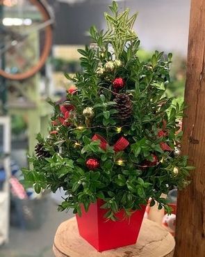 Image result for boxwood christmas trees florist"