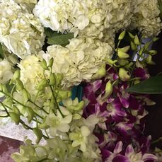 Hydrangeas